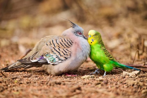 Animal Friendship of a Crested pigeon (Ocyphaps lophotes) cuddeling a Budgerigar (Melopsittacus