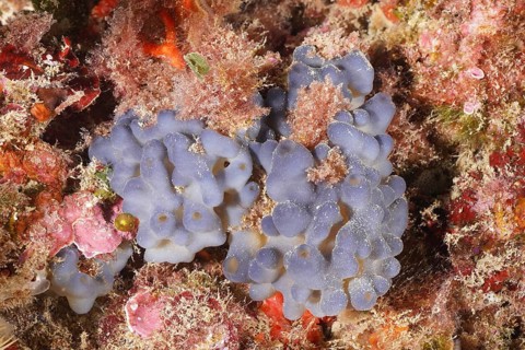 Underwater image of a bluish sponge with a grainy, textured surface, Marine sponge (Oscarella
