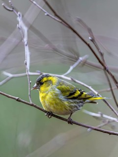 Male of Eurasian Siskin, Spinus spinus, bird in forest at winter sun