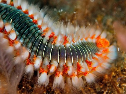 Close-up of a fire bristle worm (Hermodice carunculata) in the sea. The fine bristles and their