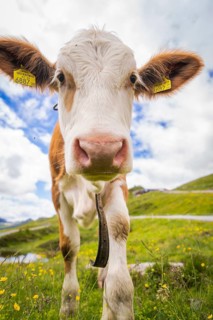 Face of a cow standing on a green pasture under a blue sky with clouds, Penken, Zillertal. Austria