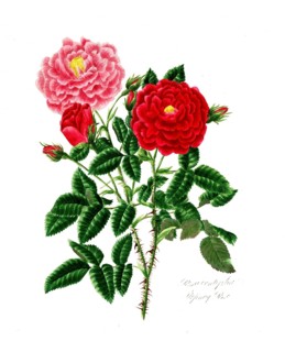 Rosa centifolia, Rose, Old rose, Rose cultivar, Illustration from 1799, Historic, digitally
