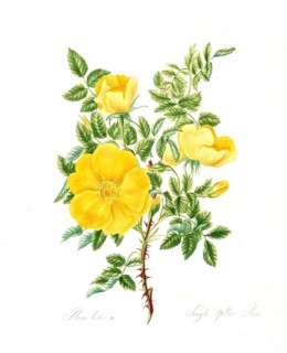 Rosa lutea, Rose, Historic rose, Rose cultivar, Illustration from 1799, Historic, digitally
