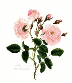 Rosa, provincialis, pink Provencerose, Rose, Historic Noble Rose, Rose cultivar, Illustration from