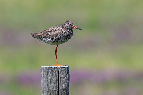 Common redshank (Tringa totanus) in breeding plumage perched on one leg on wooden fence pole along