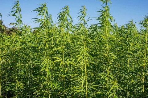 Legally grown hemp (Cannabis Sativa) in Ystad, Skåne County, Sweden, Scandinavia, Europe