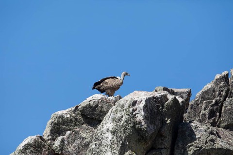 Griffon vulture (Gyps fulvus), Monfragüe National Park, Extremadura, Castilla La Mancha, Spain,