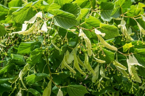 Twig of linden tree (Tilia) with fruit in Ystad, Scania, Sweden, Scandinavia, Europe