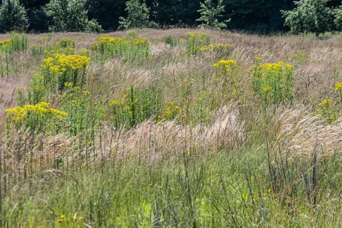 Extensive meadow with St James' ragwort (Senecio jacobaea) and flowering grasses, Emsland, Lower