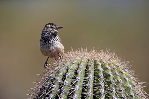 Cactus wren (Campylorhynchus brunneicapillus), adult, on cactus, Sonoran Desert, Arizona, North