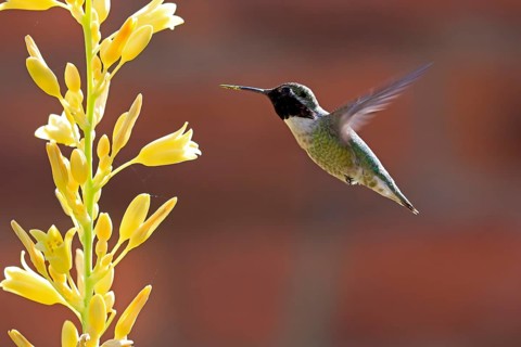 Anna's hummingbird (Calypte anna), adult, flying, on flower, foraging, Sonoran Desert, Arizona,