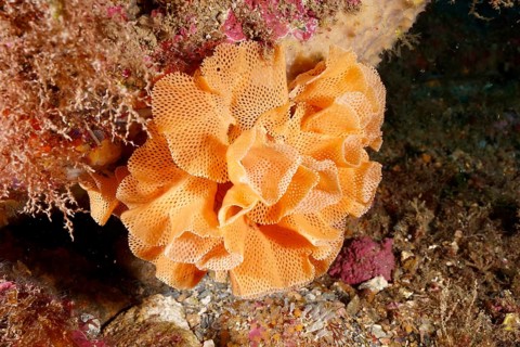 Neptune veil (Reteporella grimaldii) (Reteporella septentrionalis) under water. Dive site Marine