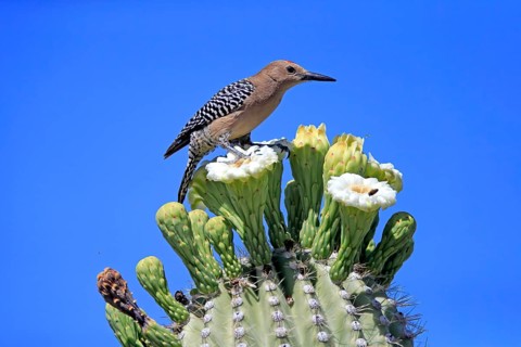 Gila woodpecker (Melanerpes uropygialis), adult, male, on Saguaro cactus flower, foraging, Sonoran