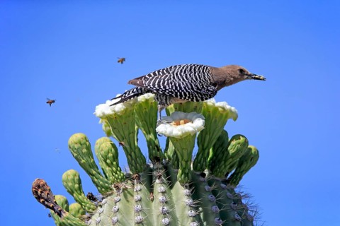Gila woodpecker (Melanerpes uropygialis), adult, female, feeding on saguaro cactus flower, Sonoran