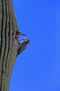 Gila woodpecker (Melanerpes uropygialis), adult, male, female, pair, at breeding den, with food, at