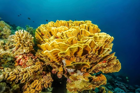 Yellow cup coral (Turbinaria mesenterina) Stony corals Hard corals Reef-building corals in intact