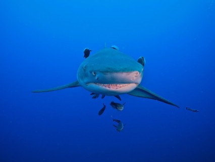 Portrait of lemon shark (Negaprion brevirostris), surrounded by several specimens of suckerfish