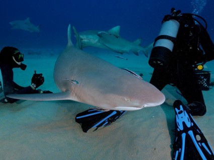 Several specimens of lemon shark (Negaprion brevirostris) swim close to the sandy bottom while