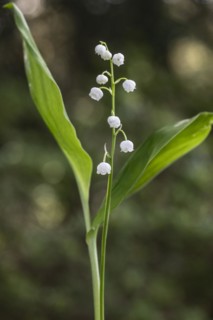 Lily of the valley (Convallaria majalis), Emsland, Lower Saxony, Germany, Europe