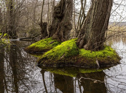 Trees in the damp ground by the Bodden, Binz, Rügen, Mecklenburg-Western Pomerania, Germany, Europe