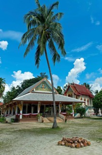 Tropical idyll in the Wat Khiri Mat temple complex, coconuts in front of the prayer hall, Phang Ka,