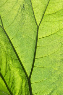 Close-up of a green leaf with clear structure and light flooding through, showing the details and