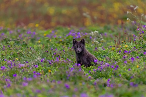 Dark arctic fox (Vulpes lagopus), ice fox, standing in a flower meadow, frontal, summer,