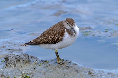 Common sandpiper (Actitis hypoleucos, Tringa hypoleucos) resting in mud along muddy pond shore in