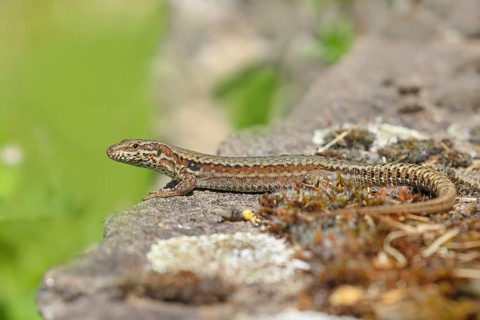 Common wall lizard (Podarcis muralis), European wall lizard, Male sunbathing on a wall, Other