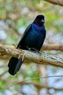 Common Grackle (Quiscalus quiscula), two birds on tree, Wakodahatchee Wetlands, Delray Beach,