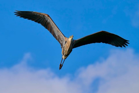 Great blue heron (Ardea herodias), in full flight against a clear blue sky, showcasing its wings