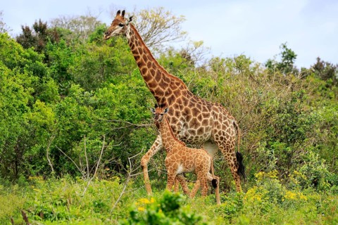 Cape giraffe (Giraffa camelopardalis giraffa), adult female with juvenile, foraging, Saint Lucia