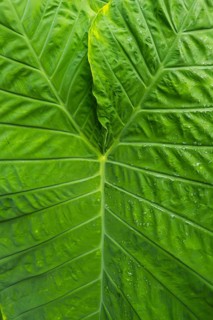 Paintbrush plant (Colocasia), plant, tropical plant, leaf, lotus, lotus effect, beading,