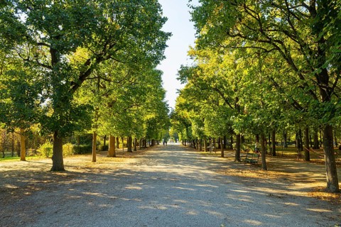 Wide walkway through densely leafy trees in Schönbrunn Palace Park, sunny and shady areas, peaceful