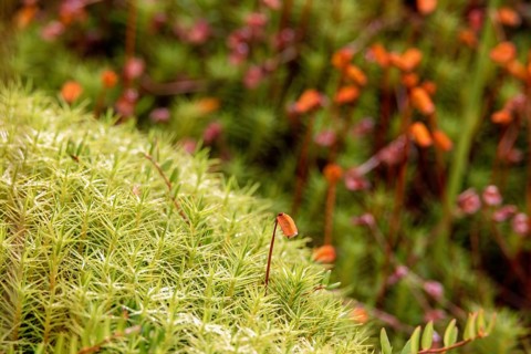 Close up at beautiful Haircap moss (Polytrichum commune) with capsules in a bog