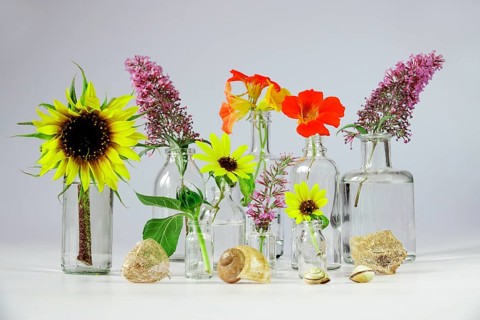 Still life with glasses and garden cress, sunflowers, Germany, Europe