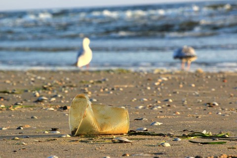 Plastic waste on the beach of the Baltic Sea, September, Germany, Europe