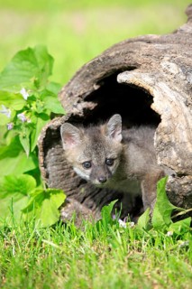 Grey fox (Urocyon cinereoargenteus), young, looking out of tree den, tree, nine weeks old, Montana,