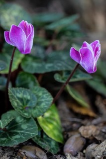 Cyclamen hederifolium (Cyclamen hederifolium), Emsland, Lower Saxony, Germany, Europe