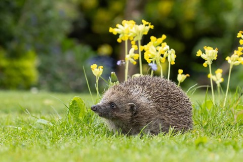 European hedgehog (Erinaceus europaeus) adult animal on an urban garden grass lawn in the spring