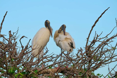 Two wood storks (Mycteria americana), standing on branch, spring, Wakodahatchee Wetlands, Delray