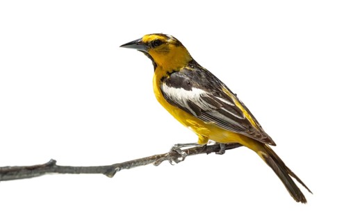 Bullock's oriole bird close-up perched on a branch isolated on a white background