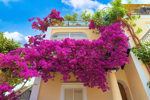 Italy, old streets of beautiful tourism destination Ischia Island near Naples, Europe