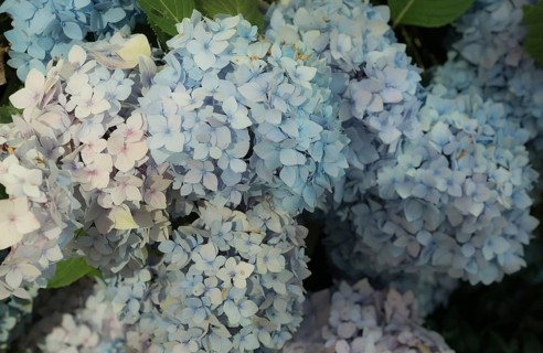 Large, purple and blue hydrangea flowers in delicate pastel shades in summer, bigleaf hydrangea