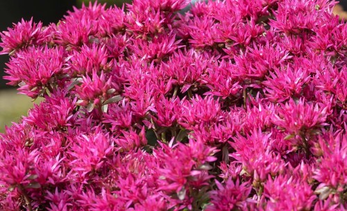 Sedum spurium Schorbuser Blut, North Rhine-Westphalia, Germany, Europe