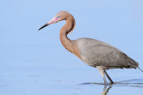 Blue-footed Heron or Reddish Egret (Dichromanassa rufescens, Egretta rufescens), Florida, USA,