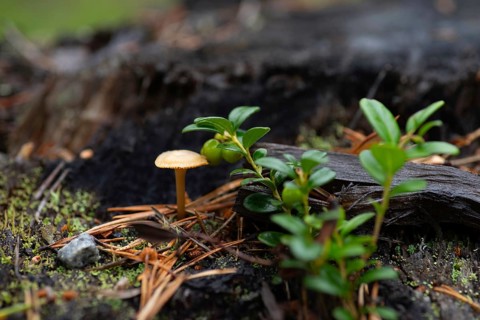 Small mushroom next to a not yet ripe european blueberry (Vaccinium myrtillus), landscape format,