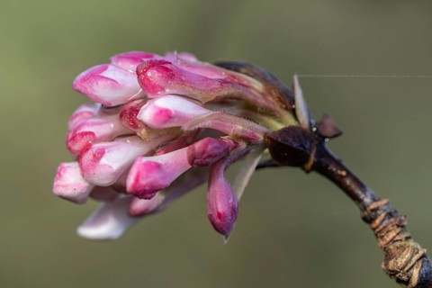 Winter snowball (Viburnum bodnantense Dawn), Emsland, Lower Saxony, Germany, Europe