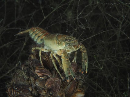 Crayfish (Faxonius limosus), American crayfish, invasive species. Diving site Wildsau, Berlingen,