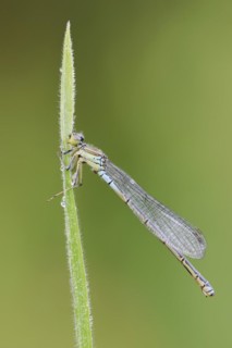 Small red-eyed damselfly (Erythromma viridulum), female, North Rhine-Westphalia, Germany, Europe